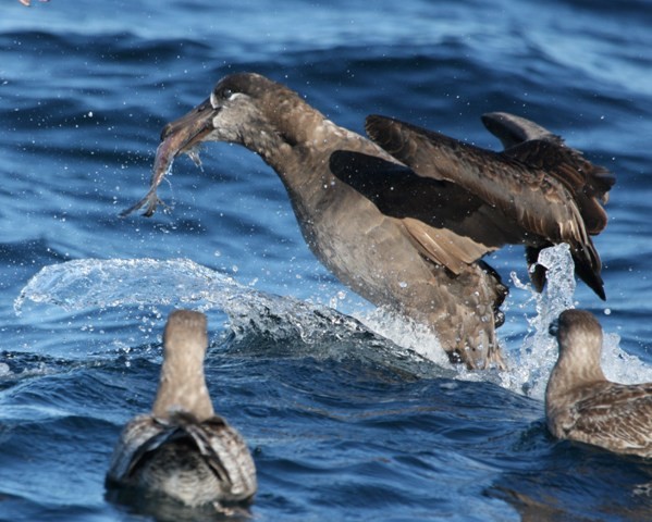 Black-footed Albatross